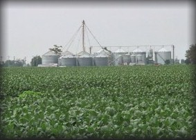 Soy-Grain Bins.jpg (20749 bytes)