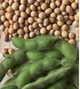 food grade soybeans.jpg (5863 bytes)
